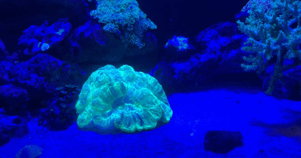 沼津港深海水族館光るサンゴ