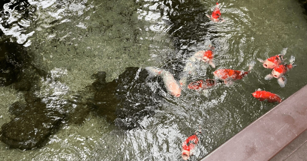 ホテル古柏園の中庭の鯉