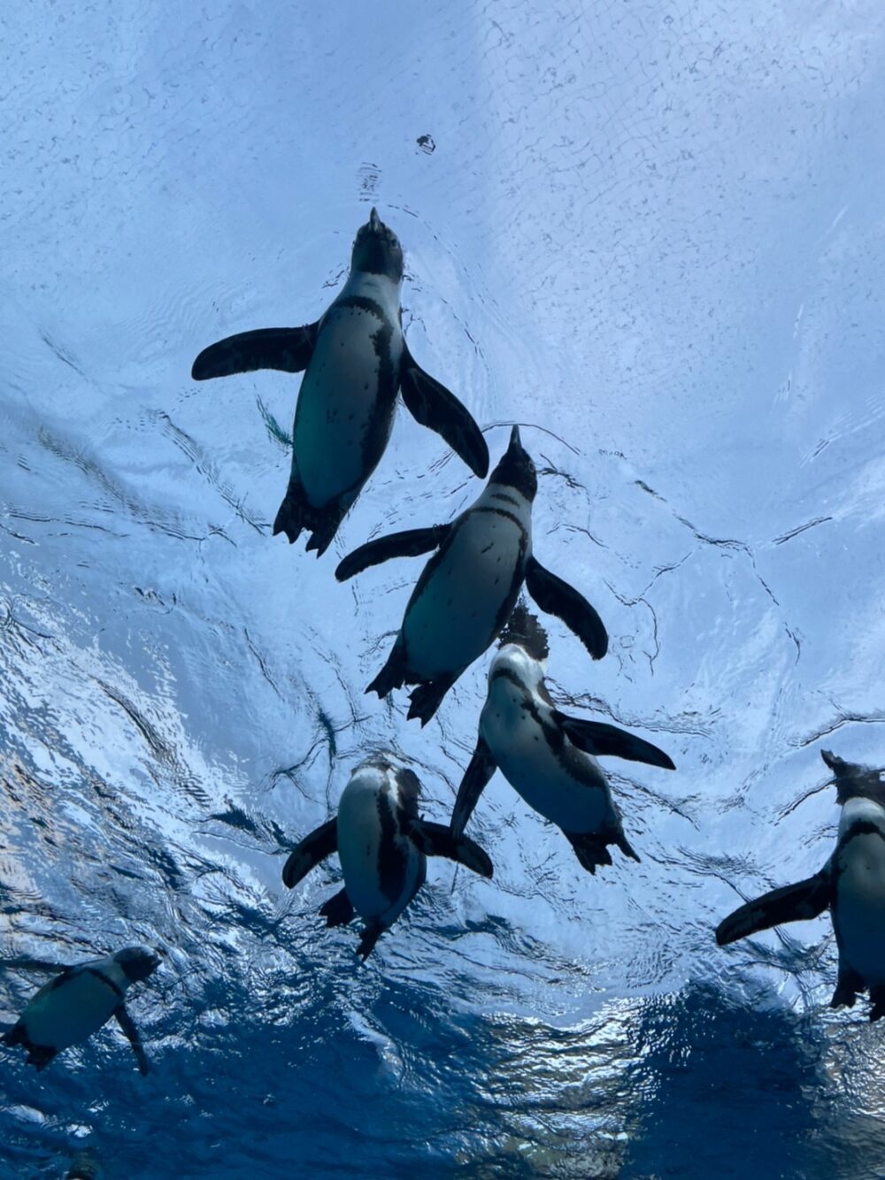 サンシャイン水族館空を飛ぶペンギン
