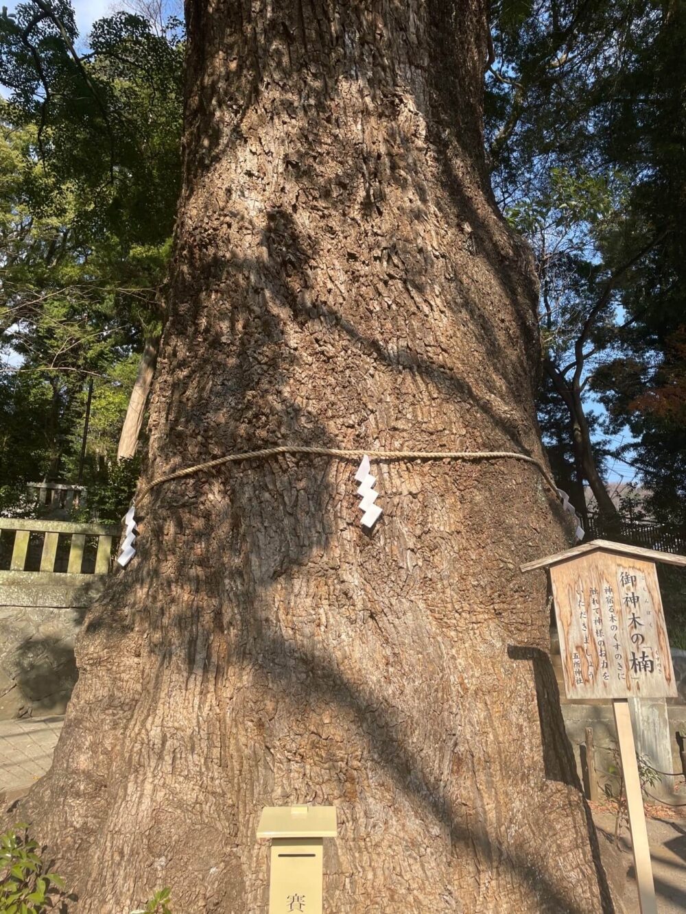 五所神社の楠木